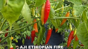 SEEDS- Hot Pepper African Heritage  Aji Ethiopian Fire for Berbere Cooking - Bild 1 von 3
