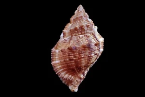 Tatskieshells - Bursa borisbeckeri - 66mm - Picture 1 of 3