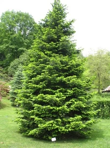 Abies grandis / Grand Fir, Stately Tree, Peat Free, 5L 100-125cm - Picture 1 of 4