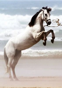 BEAUTIFUL HORSE ON BEACH POSTER PICTURE PRINT Sizes A5 to A0 **NEW** - Picture 1 of 7