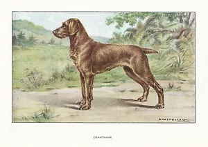 Impresión artística en acuarela de la década de 1930 perro castellano alemán puntero de pelo de alambre / pelo de alambre - Imagen 1 de 1