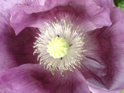 SEEDVILLE USA 1000 LAVENDER POPPY Purple Papaver Flower Seeds