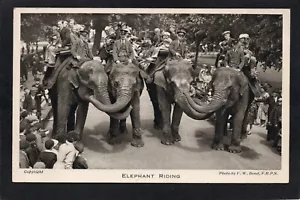 Postcard London Zoo Elephant Riding the Zoological Society of London - Picture 1 of 2