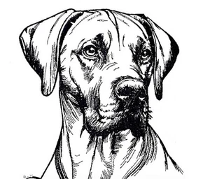 Rhodesian Ridgeback personalisierte bestickte grau Fleece Stadiondecke - Bild 1 von 6
