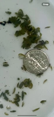 450+ ESCUDOS DE AGUA DULCE GAMMARUS SP ACUARIO CULTIVO DE PECES COLONIA INICIAL FÁCIL Foto 1 de 4