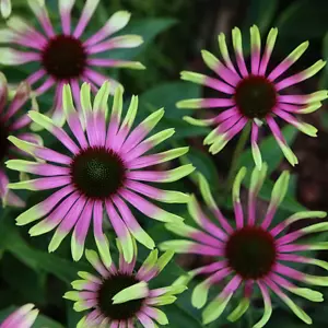 20pcs Green Twister Purple Cone Flowers Garden Flower Seeds for Spring summer - Picture 1 of 2