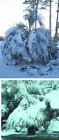 2 winterharte Himalaya-Palmen schnellw&#252;chsige exotische Pflanzen f&#252;r den Garten
