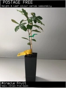 Miracle Fruit (Synsepalum dulcificum) Fruit Tree Plant - Picture 1 of 9