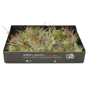 Lote de 85 plantas surtidas Tillandsia surtidas para exterior RGP - Imagen 1 de 1