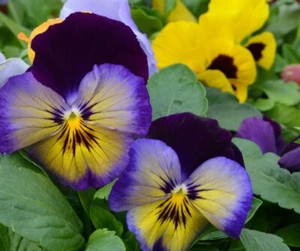 20 Cool Wave Edition Pansy Seeds . Beautiful Mix ! Planting / Garden / Flowers ! - Picture 1 of 4