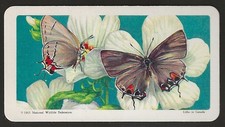 BROOKE BOND (TEA)-(USA) BUTTERFLIES OF NORTH AMERICA 1964-#26- QUALITY CARD!!