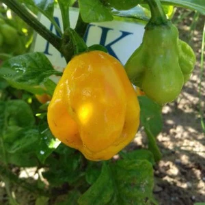 Burkina Yellow,10 semillas,seeds,Capsicum chinense,cosecha propia (236) - Picture 1 of 1