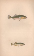 THREE & NINE-SPINED STICKLEBACK. Gasterosteus aculeatus. COUCH. Fish 1862