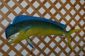 Mahi-Mahi 40" Half Mount - Picture 1 of 2