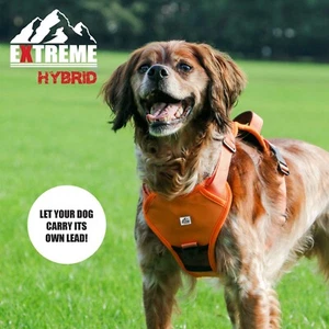 Ancol Extreme Hybrid Dog Harness Builtin Extending Lead Adjustable Medium Orange - Picture 1 of 4