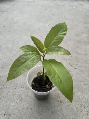 "Árbol de aguacate 10"" con maceta planta viva lista para plantar" Foto 1 de 4