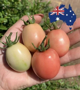 Thai Pink Egg Tomato 100 Seeds Heirloom Variety | Sweet Juicy Flavour - Picture 1 of 2