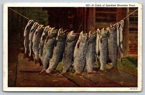 A Catch Of Speckled Mountain Trout Postcard 1948 Fish On Line - Picture 1 of 3