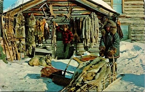 Postcard YT Circle City Trapper's Cabin Snowshoes Furs Sleds Winter 1960s S102 - Picture 1 of 2
