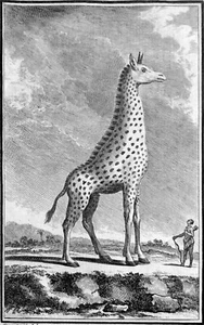 DIE GIRAFFE - Alter Kupferstich aus dem 18. Jahrhundert (Narr) - Bild 1 von 2