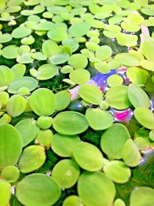 Pistia Stratiotes piccola lattuga acquatica laghetto interno pianta galleggiante x 4 - Foto 1 di 1