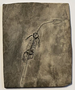 dinosaur genuine fossil 240 million years old ( in slate Marine Reptile - Picture 1 of 8