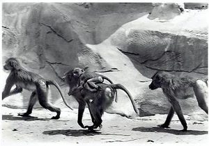 1972 Original Photo newborn baby baboons riding on back at Detroit Zoo Michigan - Picture 1 of 2