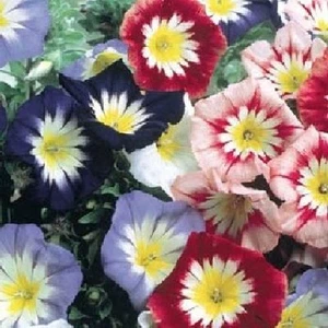 Ensign Mix Morning Glory - 50 seeds - Convolvulus Tricolor - Great for planters - Picture 1 of 3