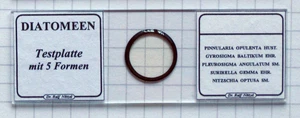 Diatomeen-Testplatte mit 5 Formen / diatoms test slide - Bild 1 von 2