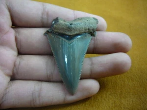 (sr251-10) 2-1/4" Fossil AURICULATUS SHARK TOOTH Gold / Silver wired necklace - Picture 1 of 1