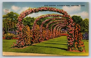 Cartolina Rose Garden, Elizabeth Park, Harford, arco floreale CT in piena fioritura - Foto 1 di 2
