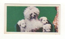 National Pets 1961. #33 Poodle Dog