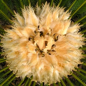 Cycas revoluta - Bild 1 von 5