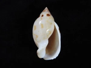 Muschel Casmaria ponderosa 62,9mm ID#7256 - Bild 1 von 4