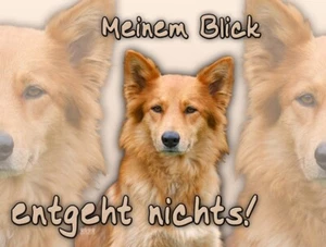 Altdeutscher Hütehund HARZER FUCHS Warnschild Hundeschild Alu-Dibond NEU #1 - Bild 1 von 3