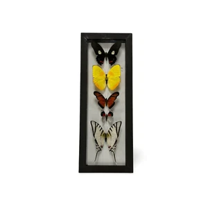 Butterfly Display X5 - Picture 1 of 1