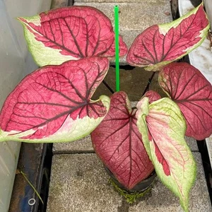 Caladium Mahasetthi 1 Bombilla Oreja de Elefante Corazón de Jesús Alas de Ángel De Tailandia - Imagen 1 de 6