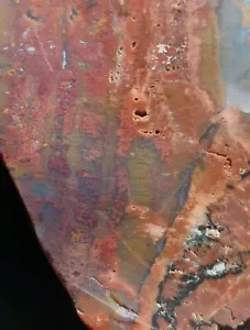 Polished Arizona Rainbow Petrified Wood 3/4 lb Large Display Slab Vivid Color - Picture 1 of 10