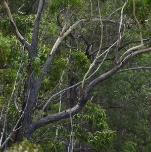 Eucalyptus cloeziana | Gympie Messmate | Yellow Stringybark | SEEDS - Gympie Mes - Picture 1 of 3