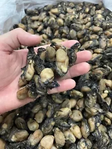 500 g ostras secas Fujian ostras marinas secas 500 g - Imagen 1 de 4
