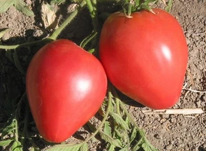 Tomato Red Oxheart Ox Heart Heirloom  2500 Seeds ORGANIC - Picture 1 of 4