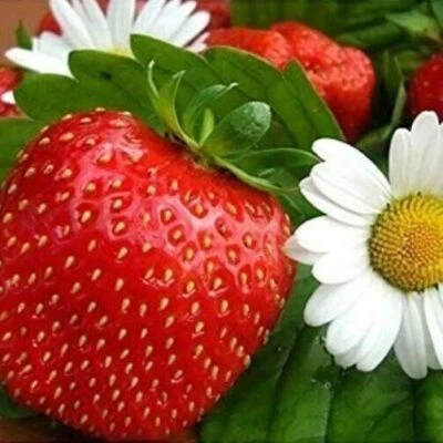 Fragola 4 STAGIONI pianta rifiorente produzione costante tutto l'anno !! - Immagine 1 di 4