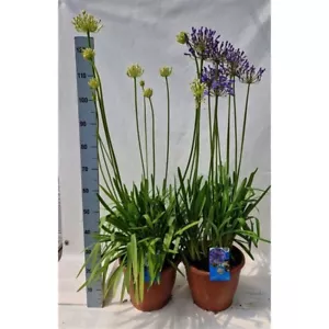 Agapanthus africanus 2 liter pot approx. 70 cm jewelry lily love flower pot plant - Picture 1 of 1