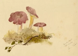 E.R.P., Mushroom Purple Brittlegill (Russula atropurpurea) – 1869 watercolour - Picture 1 of 3