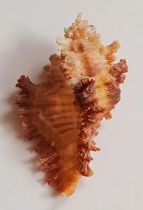 Sea shell chicoreu banksii 51mm, gem, very nice colored body, perfect - Picture 1 of 6