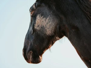 Modern Horse Head Sky Unframe 12x16" Backdrop Nature Landscape Canvas Prints - Picture 1 of 3