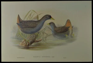 John Gould Rufous-vented Gallinule Bird British Museum Official Limited Print - Picture 1 of 2