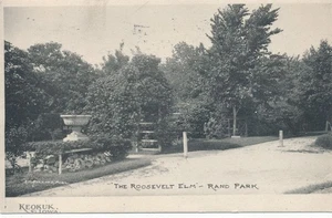 Postal de KEOKUK IA - Rand Park The Roosevelt Elm - 1908 - Imagen 1 de 2