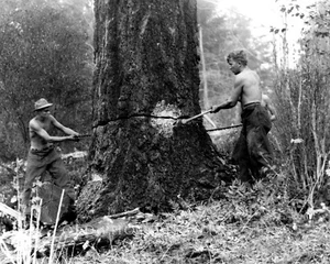 Lumberjacks Abbattimento Strappi Albero 1935 Fotografia Coquille CCC Camp California 8x10 - Foto 1 di 2