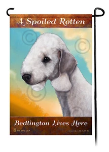 A Spoiled Rotten (Blue) Bedlington Lives Here - Bild 1 von 1